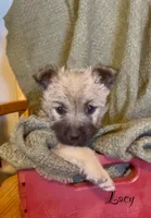 Lacy, a female Cairn Terrier for sale in Pueblo, CO – 4 of 10
