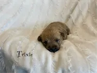 Trixie, a female Cairn Terrier for sale in Pueblo, CO – 3 of 9