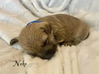 Neko, a male Cairn Terrier for sale in Pueblo, CO – 1 of 8