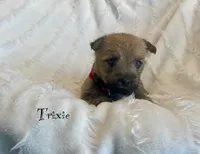 Trixie, a female Cairn Terrier for sale in Pueblo, CO – 2 of 9