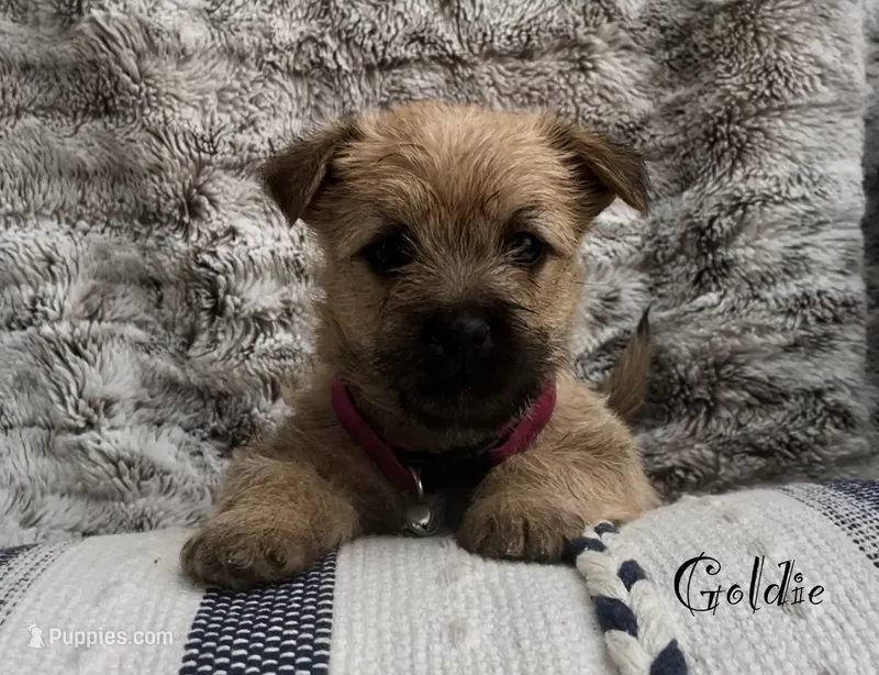 Goldie – Cairn Terrier puppy for sale in Pueblo, CO