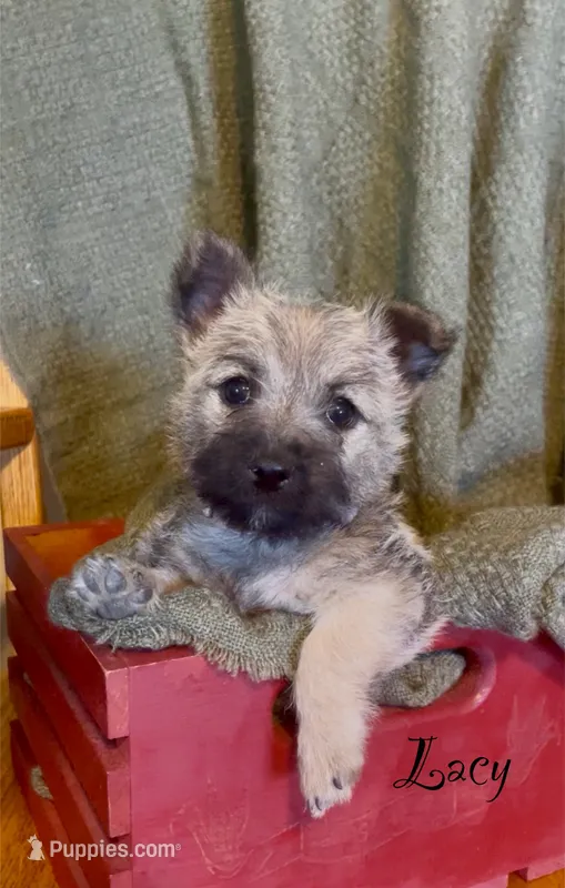 Lacy – Cairn Terrier puppy for sale in Pueblo, CO