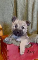Lacy, a female Cairn Terrier for sale in Pueblo, CO – 3 of 10