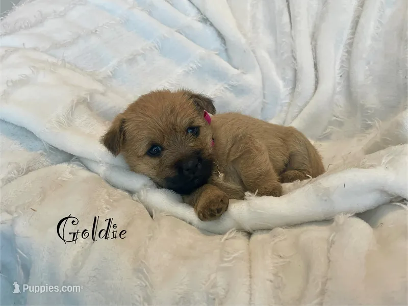 Goldie – Cairn Terrier puppy for sale in Pueblo, CO