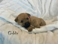 Goldie, a female Cairn Terrier for sale in Pueblo, CO – 1 of 9