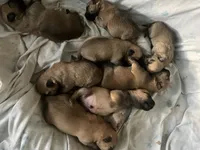 Lacy, a female Cairn Terrier for sale in Pueblo, CO – 3 of 8
