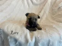 Lacy, a female Cairn Terrier for sale in Pueblo, CO – 2 of 8