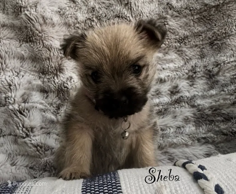 Sheba – Cairn Terrier puppy for sale in Pueblo, CO