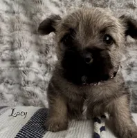 Lacy, a female Cairn Terrier for sale in Pueblo, CO – 5 of 10