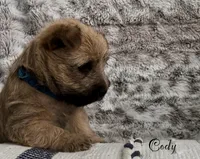 Cody, a male Cairn Terrier for sale in Pueblo, CO – 6 of 10