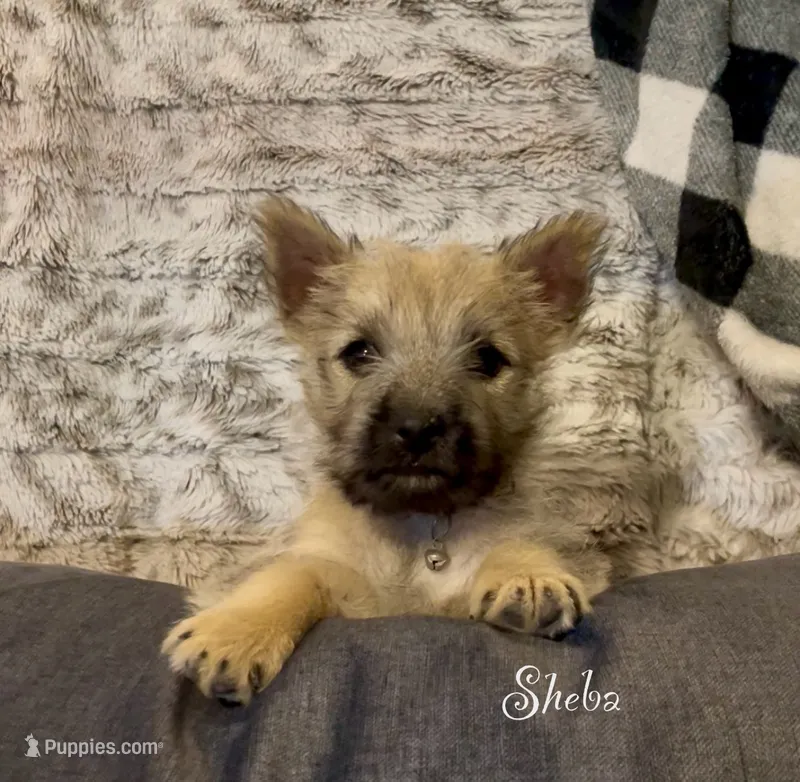 Sheba – Cairn Terrier puppy for sale in Pueblo, CO