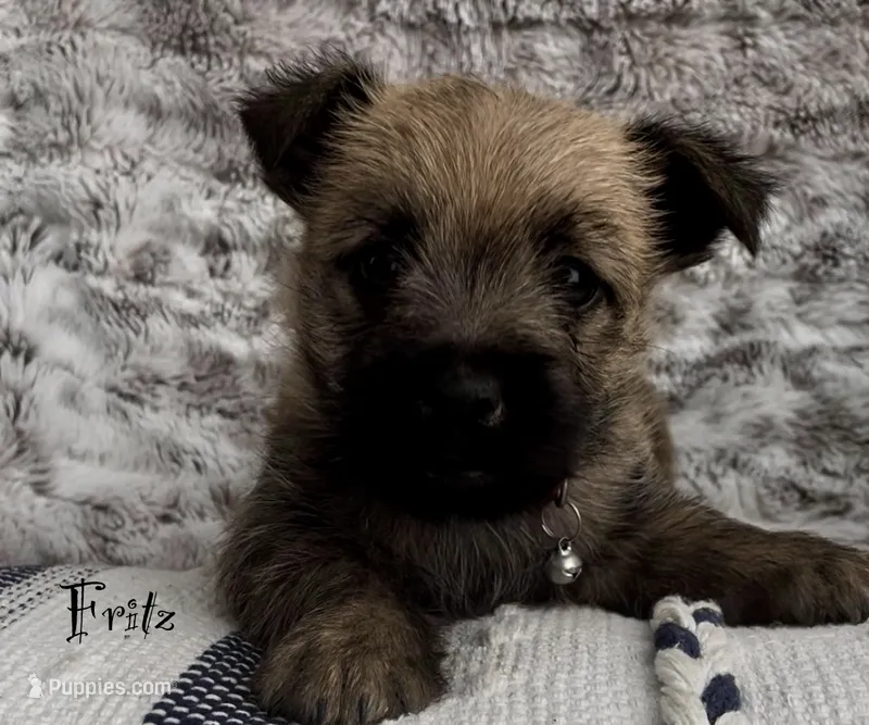 Fritz – Cairn Terrier puppy for sale in Pueblo, CO