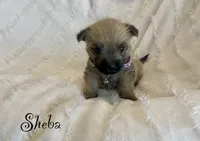 Sheba, a female Cairn Terrier for sale in Pueblo, CO – 2 of 7