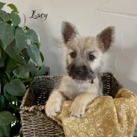 Lacy, a female Cairn Terrier for sale in Pueblo, CO – 1 of 10