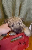 Nikki, a female Cairn Terrier for sale in Pueblo, CO – 5 of 10