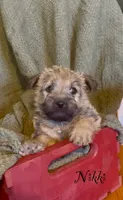 Nikki, a female Cairn Terrier for sale in Pueblo, CO – 4 of 10