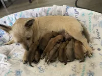 Lacy, a female Cairn Terrier for sale in Pueblo, CO – 4 of 8