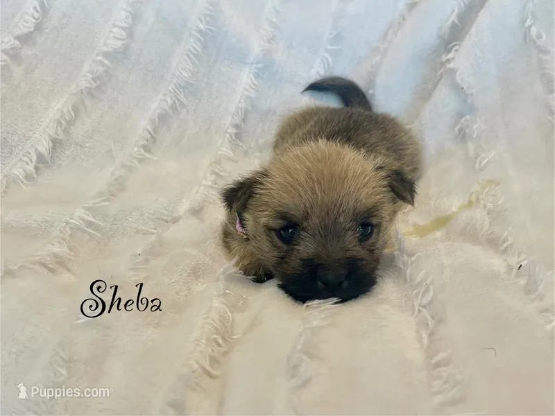 Sheba – Cairn Terrier puppy for sale in Pueblo, CO