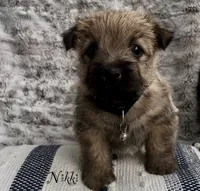 Nikki, a female Cairn Terrier for sale in Pueblo, CO – 6 of 10