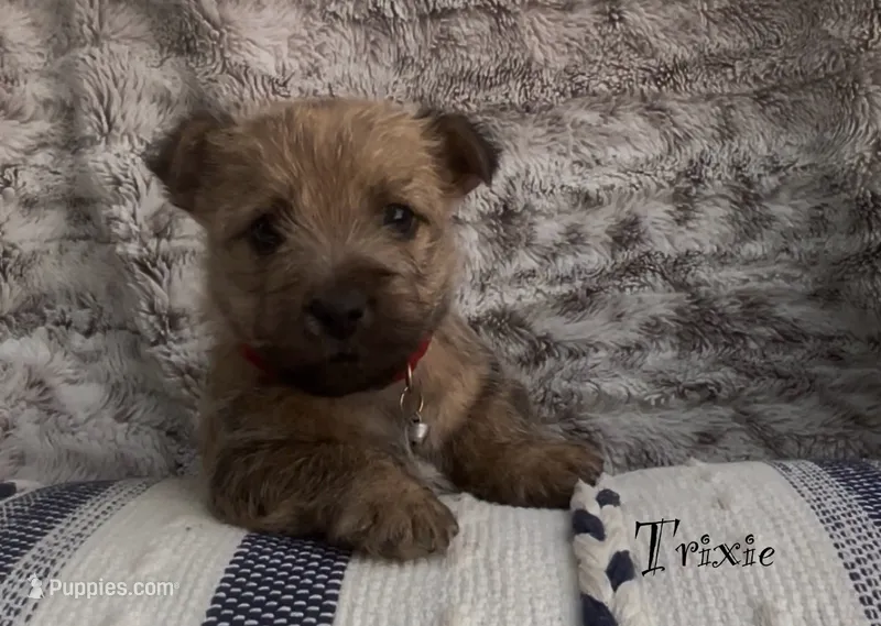 Trixie – Cairn Terrier puppy for sale in Pueblo, CO