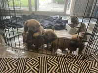 Lacy, a female Cairn Terrier for sale in Pueblo, CO – 10 of 10