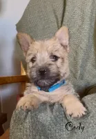 Cody, a male Cairn Terrier for sale in Pueblo, CO – 4 of 10