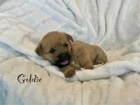 Goldie, a female Cairn Terrier for sale in Pueblo, CO – 2 of 9