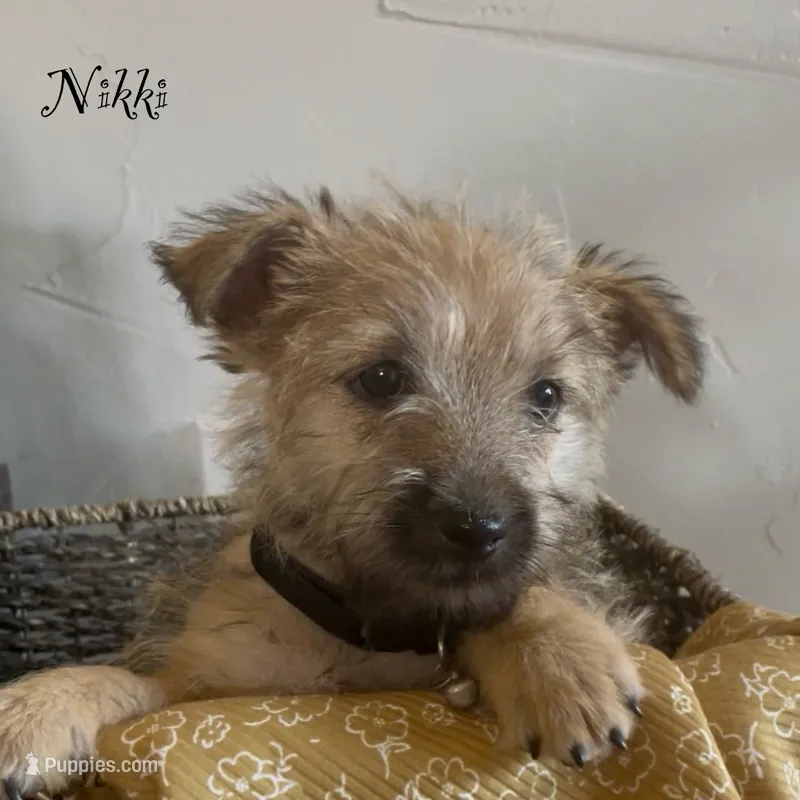 Nikki – Cairn Terrier puppy for sale in Pueblo, CO