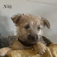Nikki, a female Cairn Terrier for sale in Pueblo, CO – 2 of 10