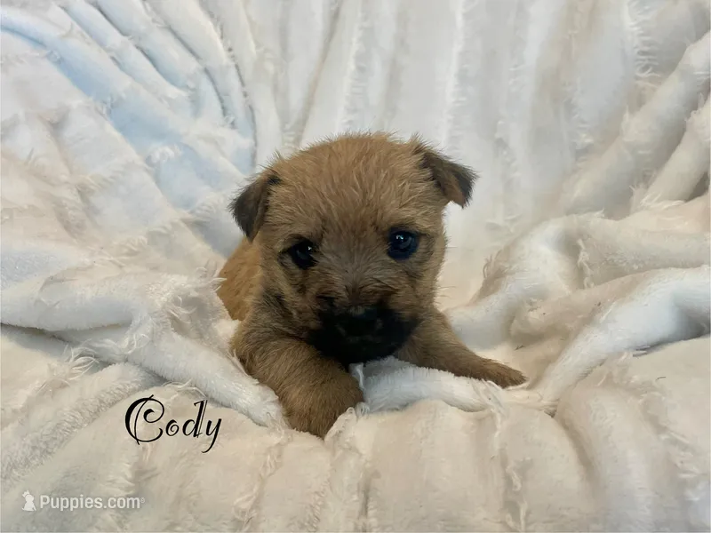 Cody – Cairn Terrier puppy for sale in Pueblo, CO
