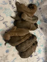 Goldie, a female Cairn Terrier for sale in Pueblo, CO – 9 of 9