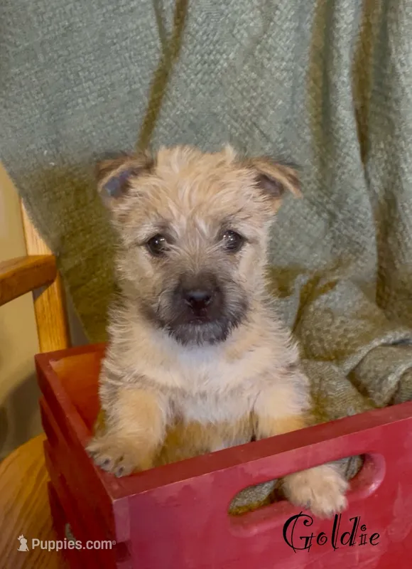 Goldie – Cairn Terrier puppy for sale in Pueblo, CO
