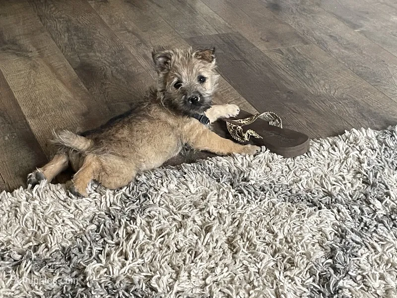 Nikki – Cairn Terrier puppy for sale in Pueblo, CO