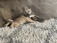 Nikki, a female Cairn Terrier for sale in Pueblo, CO – 1 of 10