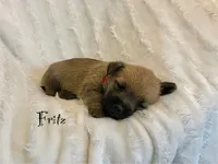 Fritz, a male Cairn Terrier for sale in Pueblo, CO – 2 of 8