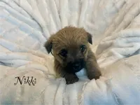 Nikki, a female Cairn Terrier for sale in Pueblo, CO – 2 of 8
