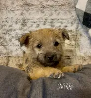 Nikki, a female Cairn Terrier for sale in Pueblo, CO – 3 of 10