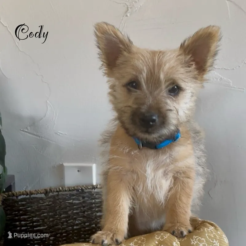 Cody – Cairn Terrier puppy for sale in Pueblo, CO