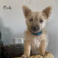 Cody, a male Cairn Terrier for sale in Pueblo, CO – 1 of 10
