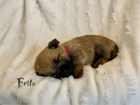 Fritz, a male Cairn Terrier for sale in Pueblo, CO – 1 of 8