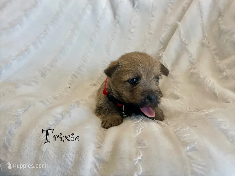 Trixie – Cairn Terrier puppy for sale in Pueblo, CO