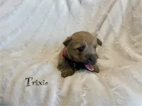 Trixie, a female Cairn Terrier for sale in Pueblo, CO – 1 of 9