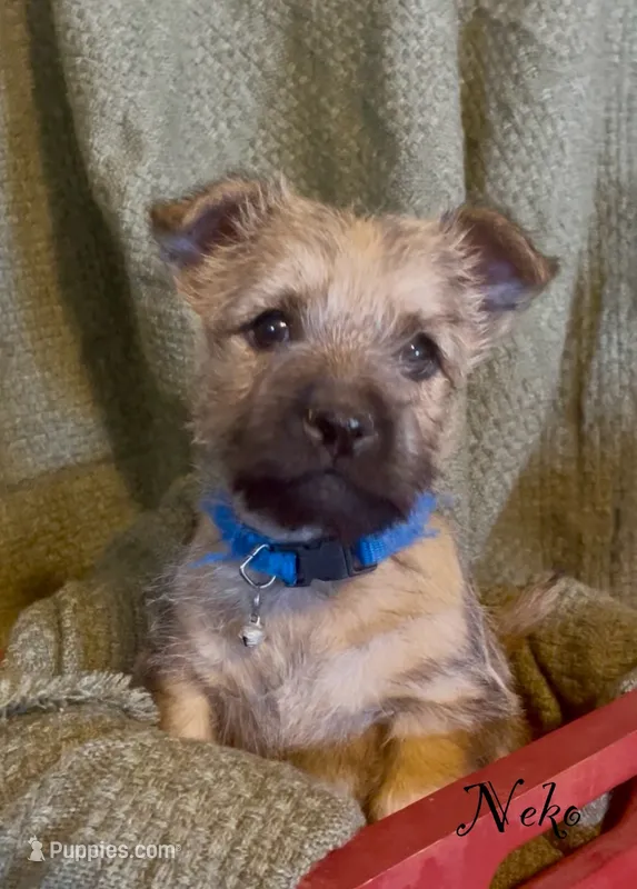 Neko – Cairn Terrier puppy for sale in Pueblo, CO