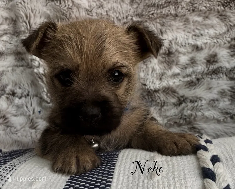 Neko – Cairn Terrier puppy for sale in Pueblo, CO