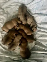 Lacy, a female Cairn Terrier for sale in Pueblo, CO – 6 of 8