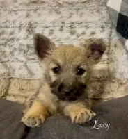 Lacy, a female Cairn Terrier for sale in Pueblo, CO – 2 of 10