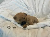 Goldie, a female Cairn Terrier for sale in Pueblo, CO – 3 of 9