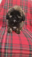 No name , a male Shih Tzu for sale in Thousand Palms, CA – Photo 1 of 3