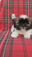 No name , a female Shih Tzu for sale in Thousand Palms, CA – Photo 2 of 4