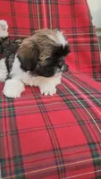No name , a female Shih Tzu for sale in Thousand Palms, CA – Photo 4 of 4